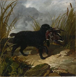Irlandzki spaniel wodny aportuje kaczora krzyżówki, 1849