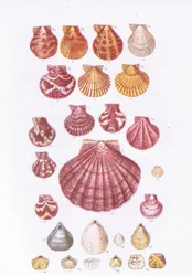 British Scallops, Nature in Britain wydane przez Collins, 1946