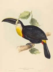 Całowanie Tukan Całowanie Ramphastosa. Twórcy: John Gould, Elizabeth Gould.