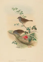 Accentor modularis Dunnock. Twórcy: John Gould, Henry Constantine Richter.