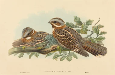 Caprimulgus Ruficollis. Twórcy: John Gould, Henry Constantine Richter.