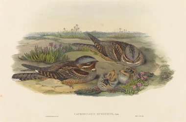 Caprimulgus europaeus lelek. Twórcy: John Gould, Henry Constantine Richter.