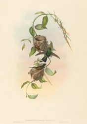 Chlorostilbona prasina Szmaragd Puncherana. Twórcy: John Gould, Henry Constantine Richter.