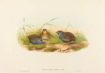 Excalftoria minima Przepiórka błękitna. Twórcy: John Gould, Henry Constantine Richter.