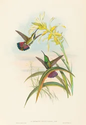 Lampornis veraguensis Veraguan Mango. Twórcy: John Gould, Henry Constantine Richter.