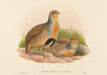 Perdix Barbata Daurian Kuropatwa. Twórcy: John Gould, Henry Constantine Richter.