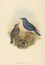 Petrocossyphus cyanus Niebieski drozd skalny. Twórcy: John Gould, Henry Constantine Richter.