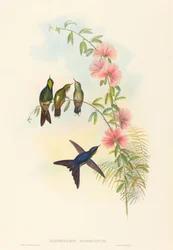 Ramphomicron microrhyncha Dzioborożec drobnodzioby. Twórcy: John Gould, Henry Constantine Richter.