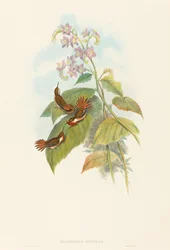 Selashorus scintilla Scintillant Koliber. Twórcy: John Gould, Henry Constantine Richter.