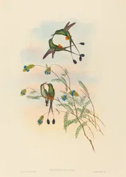Spathura peruana, peruwiański koliber rakietnik. Twórcy: John Gould, Henry Constantine Richter.