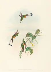 Spathura rufocaligata, rakietnik czerwononogi. Twórcy: John Gould, Henry Constantine Richter.