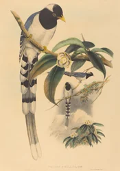 Urocissa cucullata, prawdopodobnie 1850-1883. Twórcy: John Gould, Henry Constantine Richter.