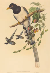 Urocissa magnirostris, prawdopodobnie 1850-1883. Twórcy: John Gould, Henry Constantine Richter.