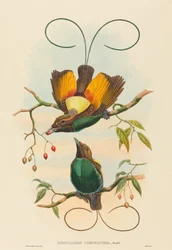 Diphyllodes chrysoptera Wspaniały rajski ptak. Twórcy: John Gould, William Matthew Hart.
