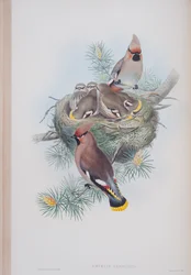 Ampelis Garrulus, płyta z The Birds of Great Britain autorstwa Johna Goulda, wydana w latach 1862-73 (litografia ręcznie kolorowana)