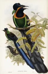 Artefakt astrapijski