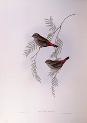 Krasnogonek ognisty (Stagonopleura bella), rycina Johna Goulda
