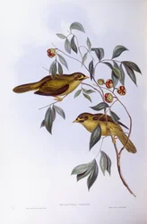 Dzwonnik (Manorina melanophrys), Grawerowanie Johna Gould