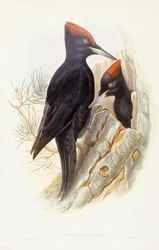 Dzięcioł czarny (Dryocopus martius), rycina Johna Goulda