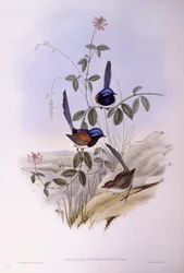 Wróżka błękitnopierśna (Malurus pulcherrimus), Grawerowanie Johna Gould