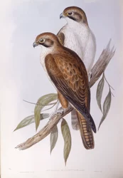 Sokół brunatny (Falco berigora occidentalis), Grawerowanie Johna Gould