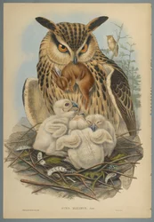 Bubo Maximus: Sowa (kolor lito na papierze tkanym)
