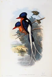 Rajski zimorodek (Tanysiptera sylvia)