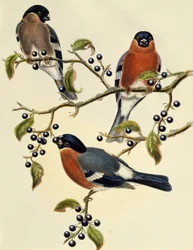 Gil zwyczajny (Pyrrhula pyrrhula), grawerowanie Johna Goulda (1804-1881). Zjednoczone Królestwo