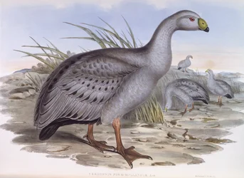 Gęś gęgawa (Cereopsis novaehollandiae), rycina autorstwa Johna Goulda