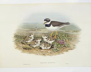 Sieweczka obrożna (Charadrius hiaticula), ilustracja