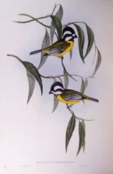Grzywacz czubaty (Falcunculus frontatus), Grawerowanie autorstwa Johna Gould