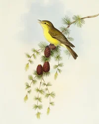 Muchołówka (Ficedula hypolaris), Grawerowanie Johna Gould
