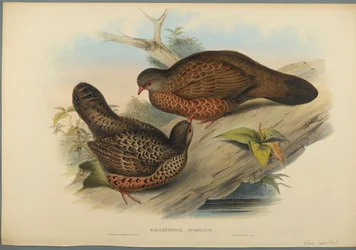 Galloperdix Spadiceus (kolor lito na papierze tkanym)