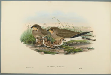 Glareola Pratincola - Pratincole zwyczajna (kolor lito na papierze tkanym)