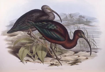 Ibis błyszczący (Plegadis falcinellus), Grawerowanie autorstwa Johna Gould