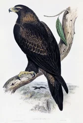 Orzeł przedni (Aquila chrysaetos), litografia z Birds of Australia and Great Britain autorstwa Johna Goulda (1804-1881), Wielka Brytania