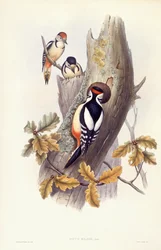Dzięcioł duży (Dendrocopos major), Grawerowanie Johna Gould