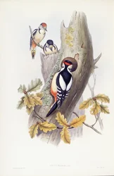 Dzięcioł duży (Dendrocopos major), Grawerowanie Johna Gould