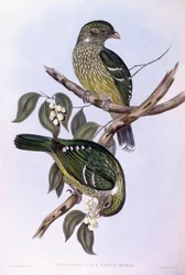 Catbird zielony (Ailuroedus crassirostris), Grawerowanie autorstwa Johna Gould