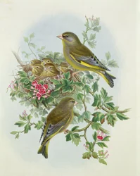 Dzwoniec, 1873 (wc, ołówek na papierze)