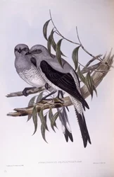 Kukułka mielona (Coracina maxima), Grawerowanie autorstwa Johna Gould