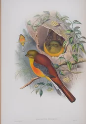 Harpactes Oreskios, płyta z The Birds of Great Britain autorstwa Johna Goulda, wydana w latach 1862-73 (litografia ręcznie kolorowana)