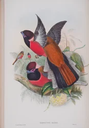 Harpactus Diardi, płyta z The Birds of Great Britain autorstwa Johna Goulda, wydana w latach 1862-73 (litografia ręcznie kolorowana)
