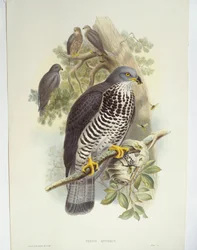 Myszołów zwyczajny (Pernis apivorus), ilustracja