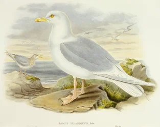 Mewa islandzka (Larus glaucoides), Grawerowanie autorstwa Johna Gould