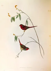 Ilustracja z „Ptaki Australii” Johna Goulda przedstawiająca Crimson Finch Neochmia phaeton, grawerowana kolorowo