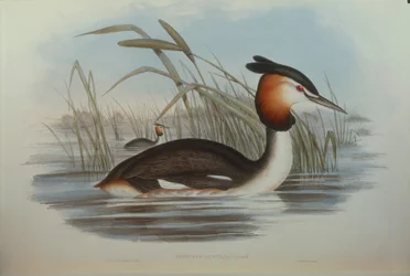 Ilustracja z filmu „Ptaki Australii” Johna Goulda przedstawiające perkoza dwuczubego Podiceps cristatus australis, autorstwa Oscara Dresslera