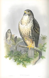 Ilustracja Buteo Vulgaris (Myszołów zwyczajny)