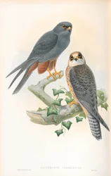 Ilustracja Erythropus Vespertinus (hobby pomarańczowonogie)