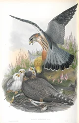 Ilustracja Falco Aesalon (Merlin)
